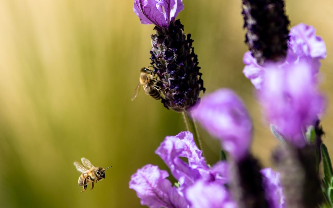 Videoblog: WAS WENN die Bienen eine Lösung gegen die Pleitewelle und Arbeitslosigkeit gefunden haben?